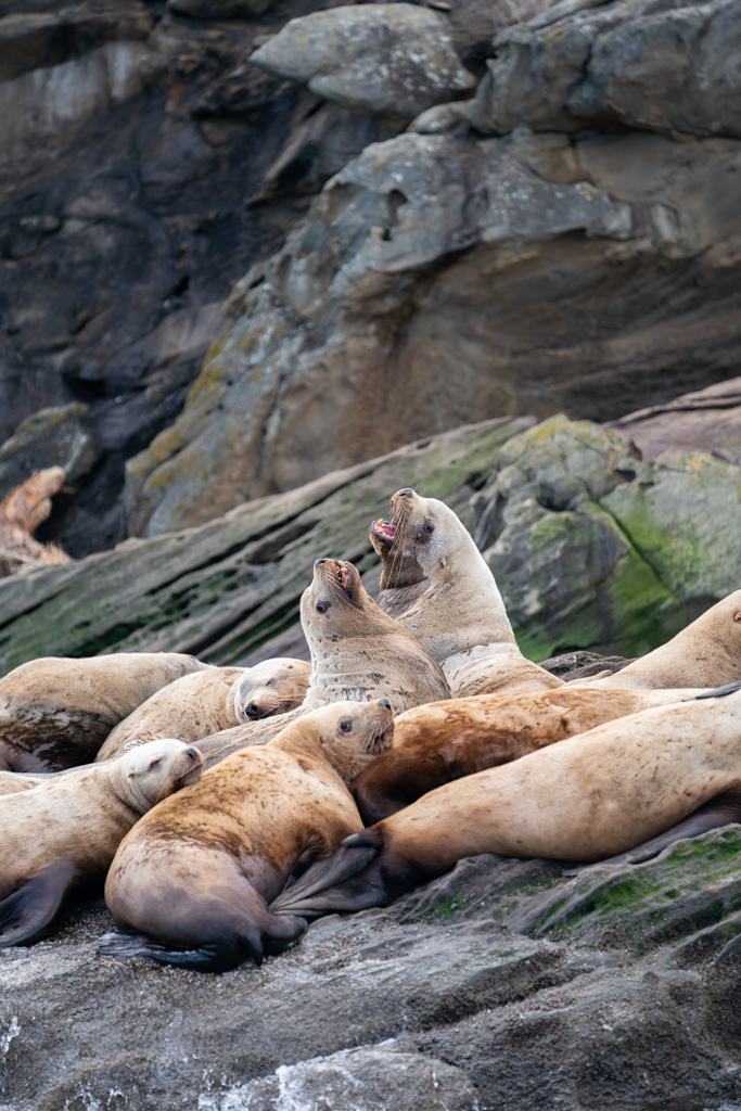 Sea lions barking on a rock ledge near Orcas Island